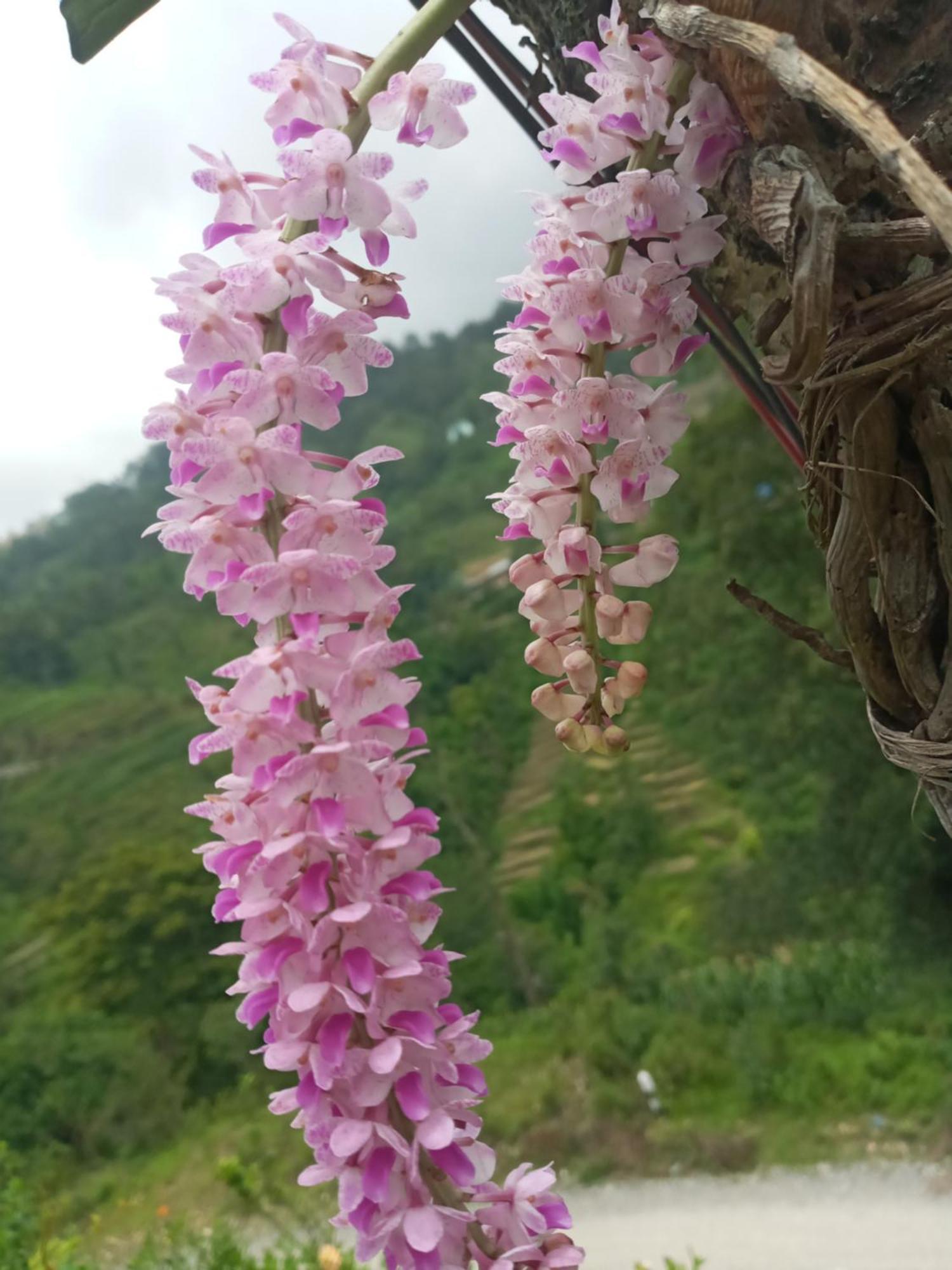 Unique Point Home Stay Nagarkot Buitenkant foto